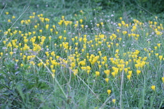 Zephyranthes citrina